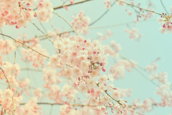 Spring Into Renewal with Acupuncture!